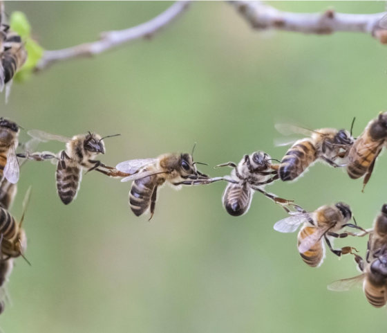 Die Intelligenz eines Insekts wäre schon ein Fortschritt für die KI