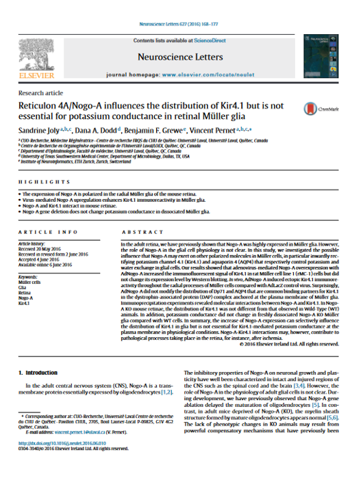 4A/Nogo-A influences the distribution of Kir4.1 but is not essential for potassium conductance in retinal Müller glia.
